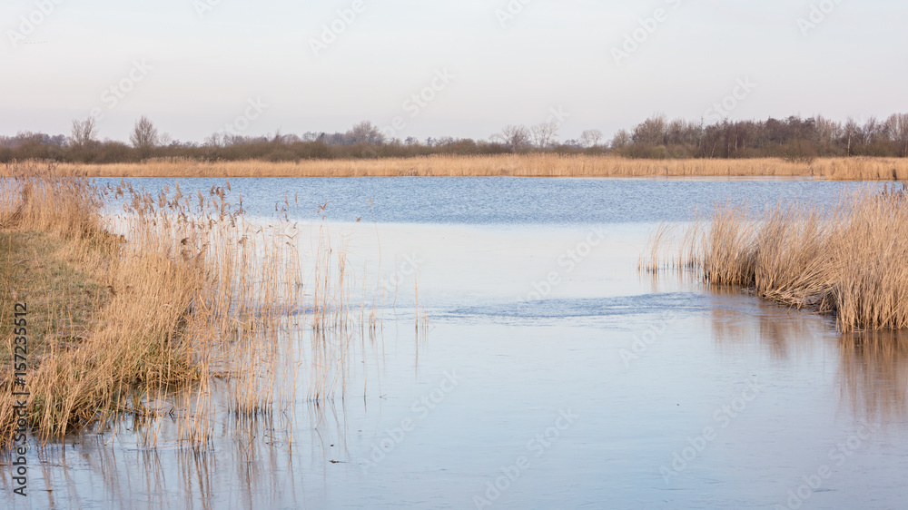 Tree and reeds at a lake