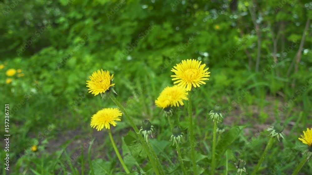 Yellow dandelion close up. Blur green background. 4k real time video Yellow dandelion close up. Blur green background. 4k real time video