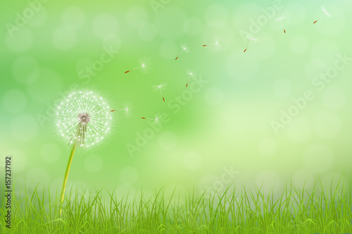 Abstract spring  background with dandelion flower and grass, vector illustration.