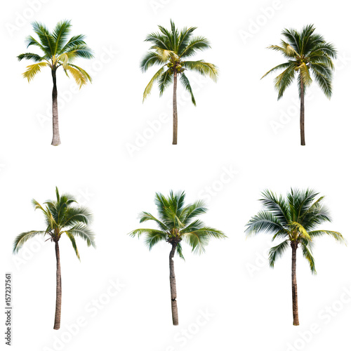 Coconut tree on white background   