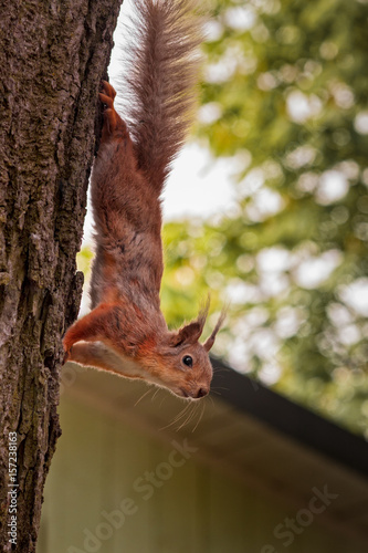 Squirrel Descending From A Tree