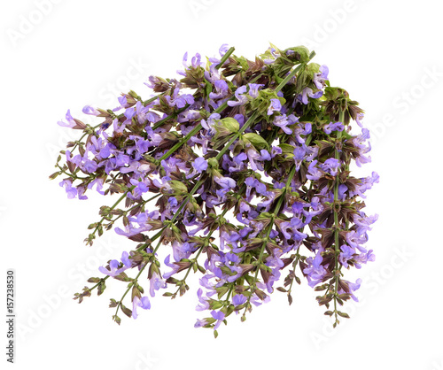  purple salvia flowers on a isolated white background