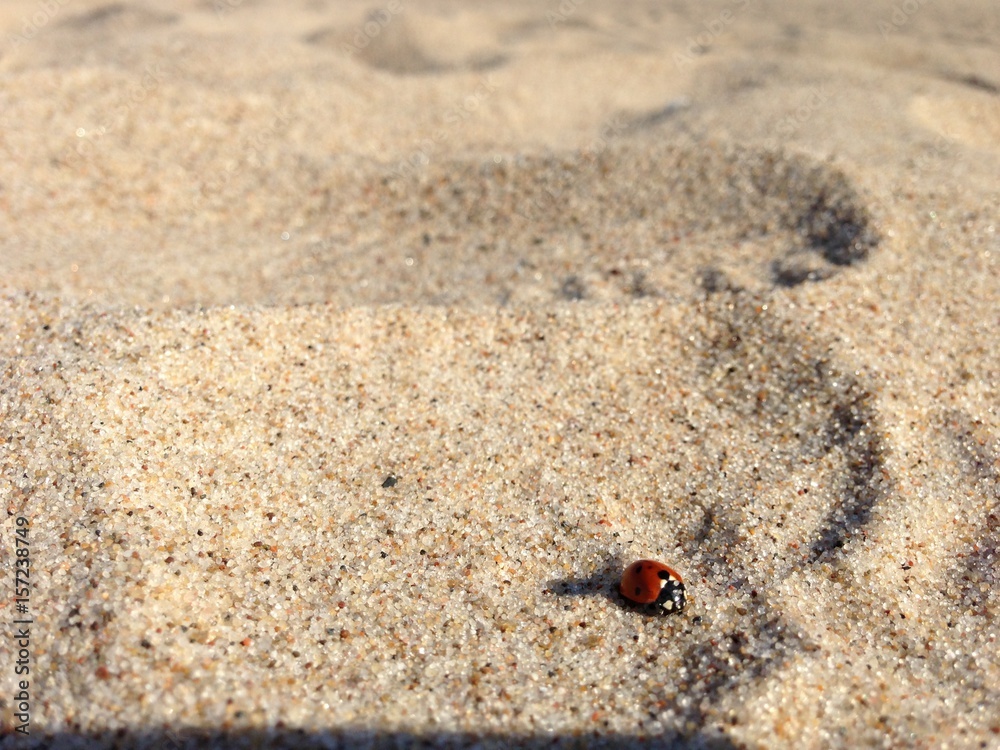 strand sand beach käfer marienkäfer tier natur rot 