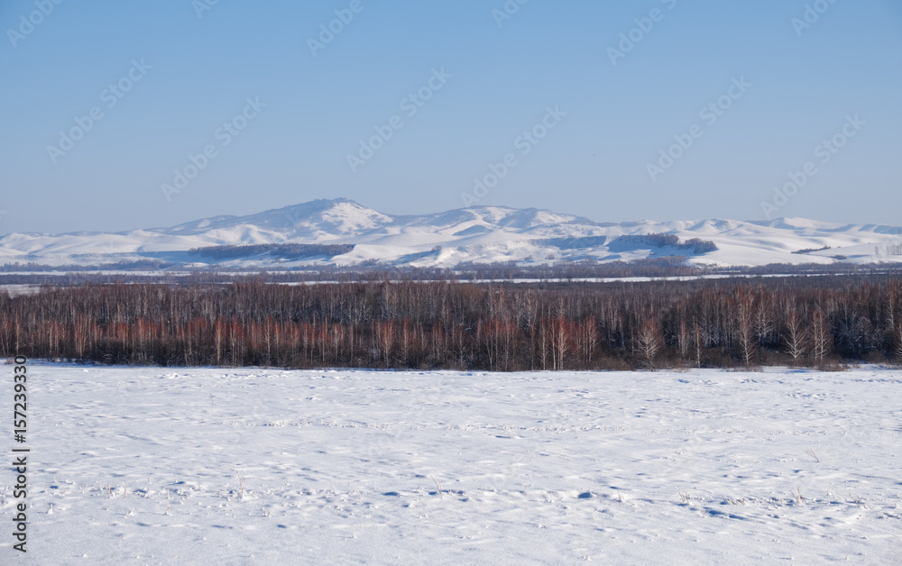 Birch trees under hoarfrost in snow field in winter season