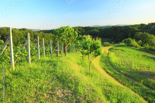Green vineyard landscape
