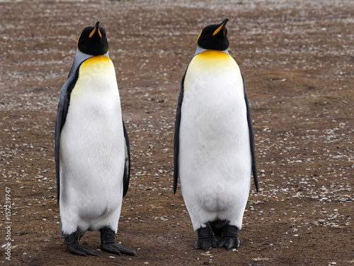 King penguin  Aptenodytes patagonicus  Volunteer point  Falkland Islands - Malvinas