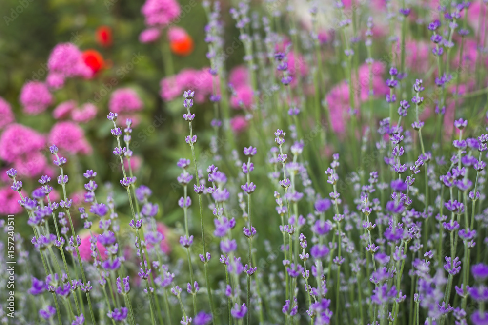 Lavender bushes closeup on evening light. Lavender bush closeup. Blooming lavender. Provence region of france. Lavender bushes closeup on evening light. Lavender bush closeup. Blooming lavender. Provence region of france.