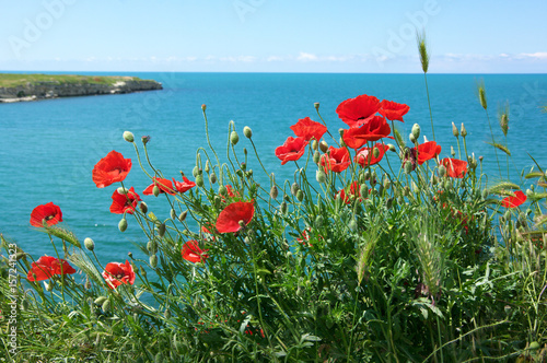 Poppy flowers against sea