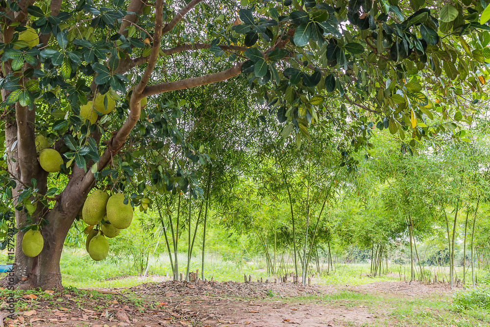 fresh jackfruit on tree in bamboo garden fresh jackfruit on tree in bamboo garden
