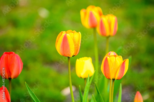 Red and yellow tulips close up