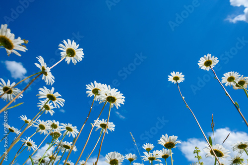 Fototapeta Naklejka Na Ścianę i Meble -  Daisy flowers