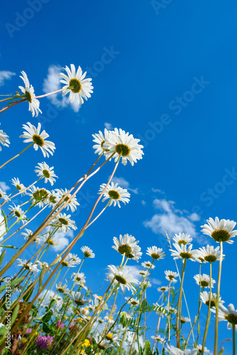 Daisy and spring flowers on meadow over the blue sky background