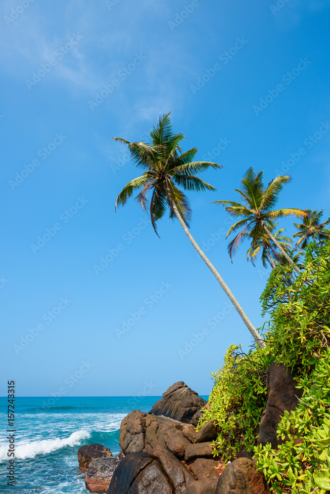 Palm tree over the ocean on tropical coast