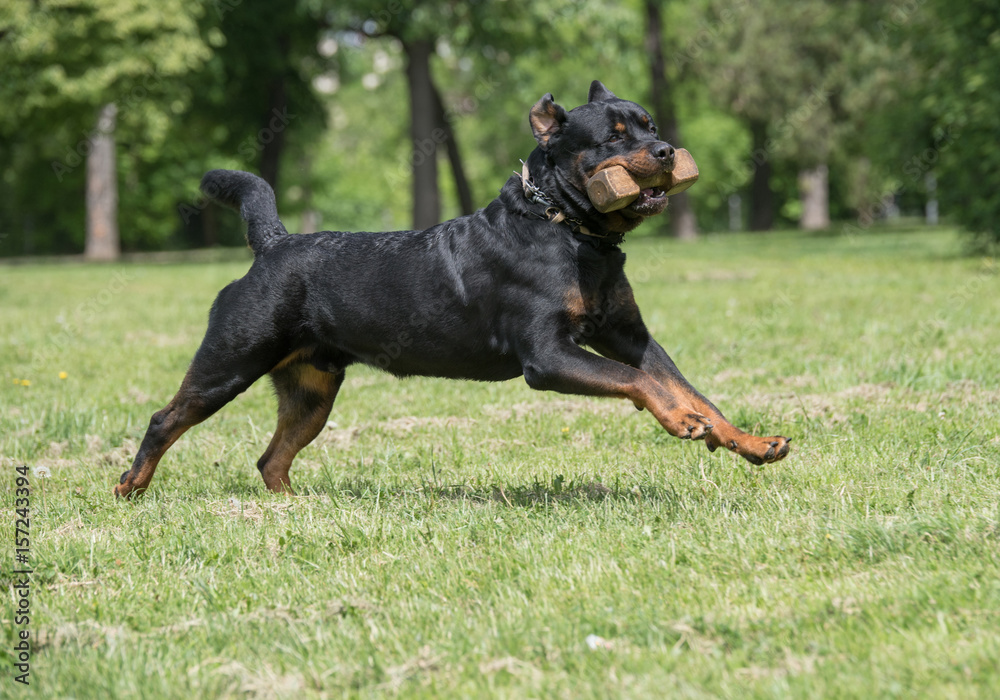 Rottweiler running on the grass.