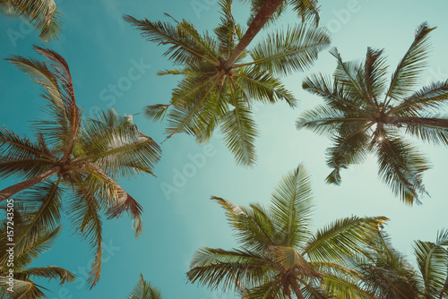 Vintage toned palms