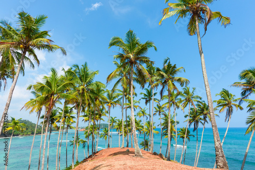 Palms and the sea