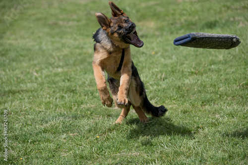 German Shepherd Running Through the Grass