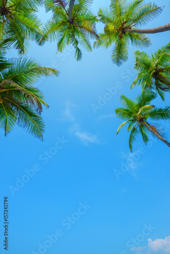 Coconut tropical palm trees vertical border with sky as copy space background