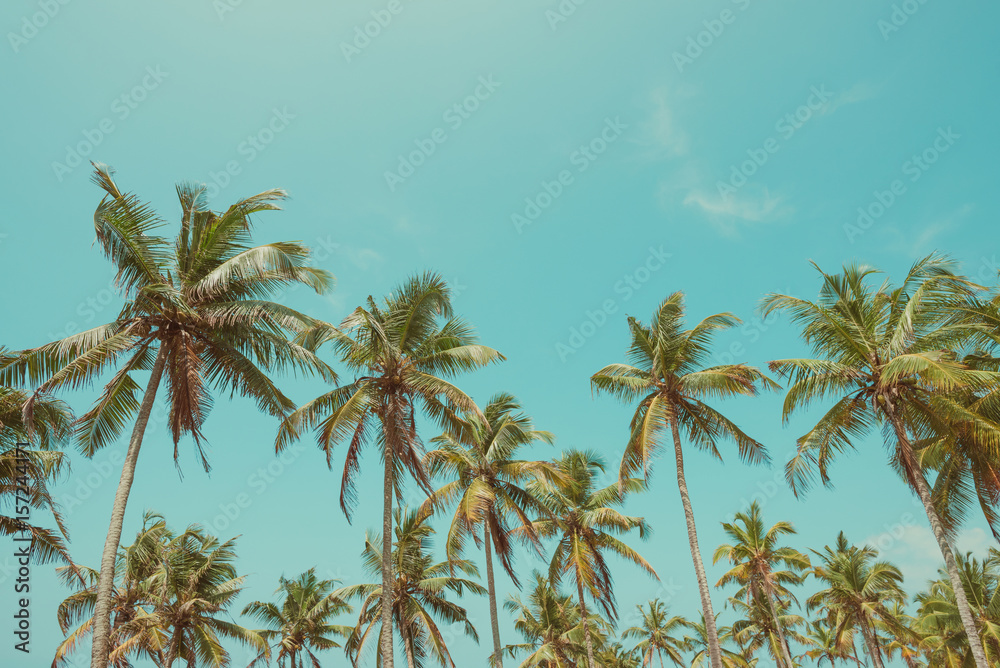 Naklejka premium Palm trees on beach with clear sky vintage toned