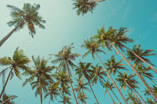 Palm trees with coconuts at clear summer day vintage toned © nevodka.com