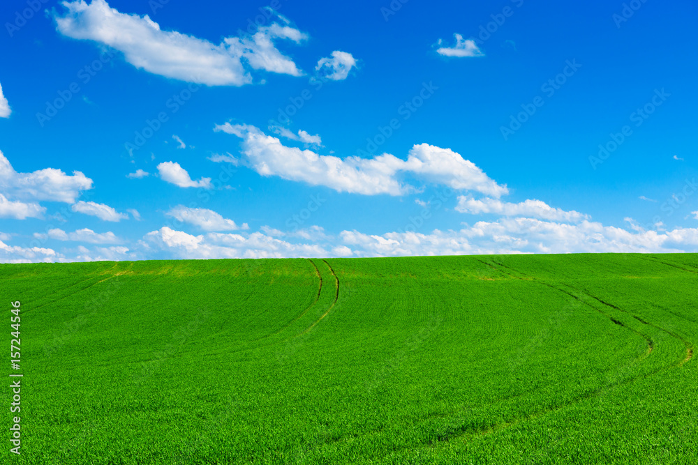 Green wheat field at sunny spring day with blue sky