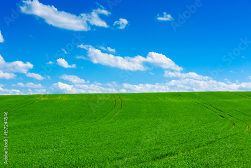 Green wheat field at sunny spring day with blue sky