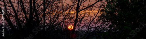The setting sun in the tree crown.