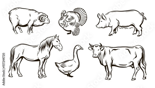 farm animals sketches