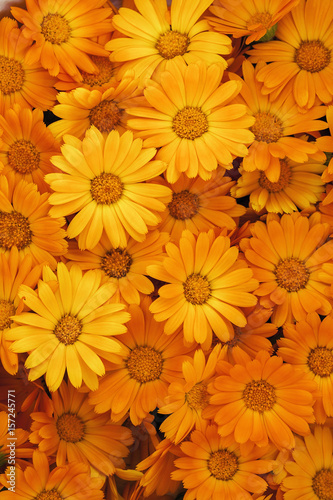 Fototapeta Naklejka Na Ścianę i Meble -  background of orange flowers closeup