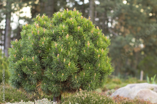 Dwarf globular pine, close up