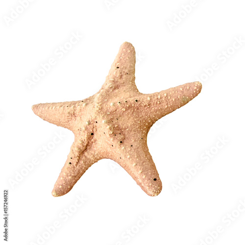 Colorful alive Starfish / Seastar isolated on white background.