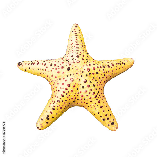 Colorful alive Starfish / Seastar isolated on white background.
