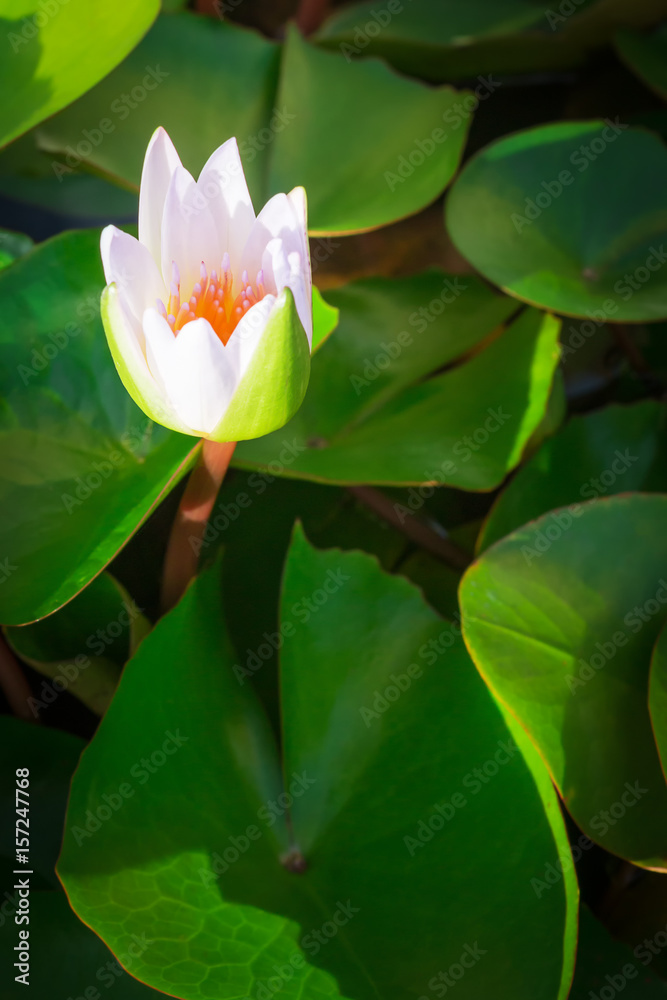 Obraz premium lotus blossom