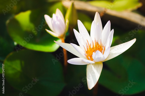 lotus blossom