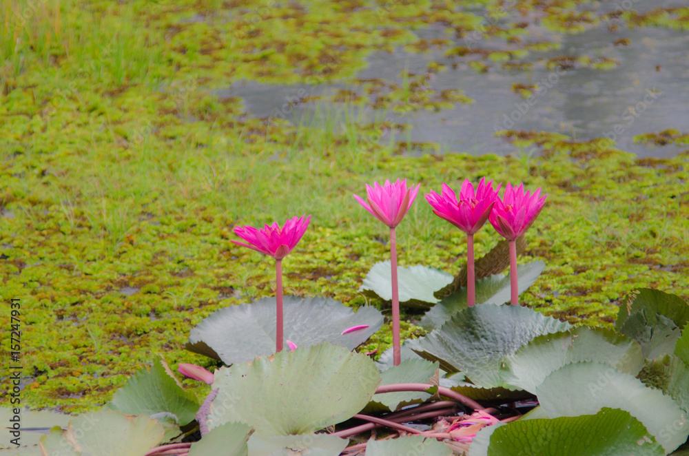 Beautiful lotus blossom Reach over the water in the big pond.