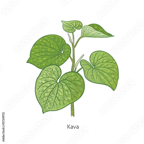 Medical plant Kava.