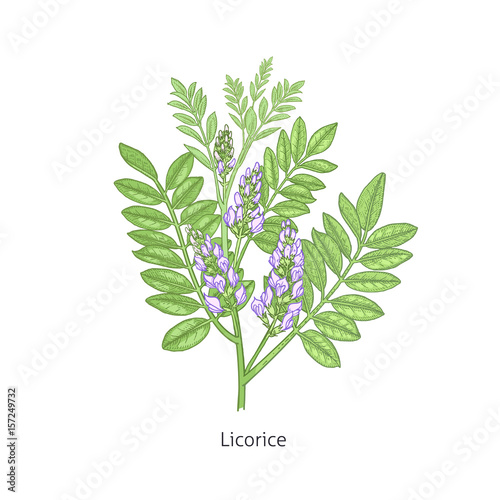 Medical plant Licorice.