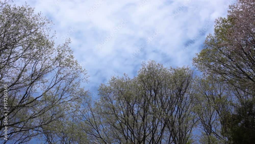 春の里山　樹木と青空