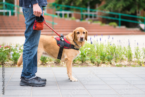 Fototapeta Naklejka Na Ścianę i Meble -  Guide dog is helping a blind man
