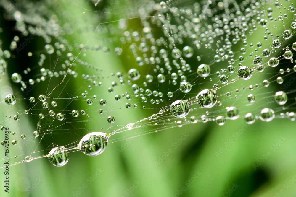 Web with drops of dew on grass background