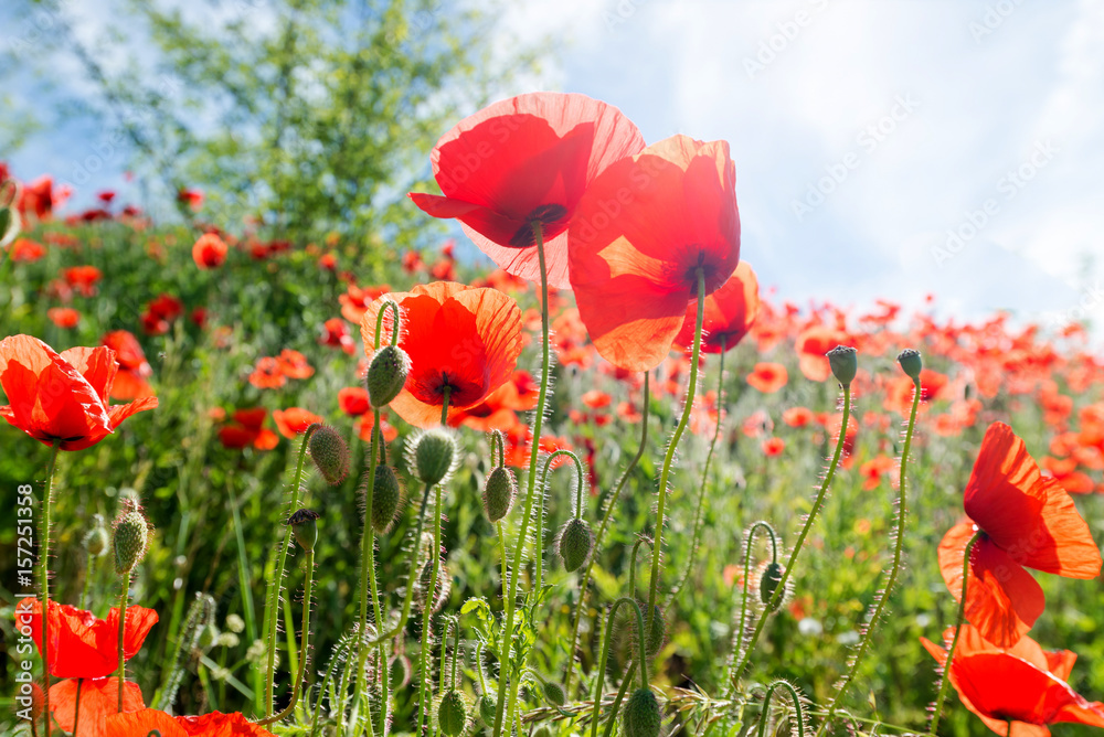 Obraz premium Mohnblume - close up