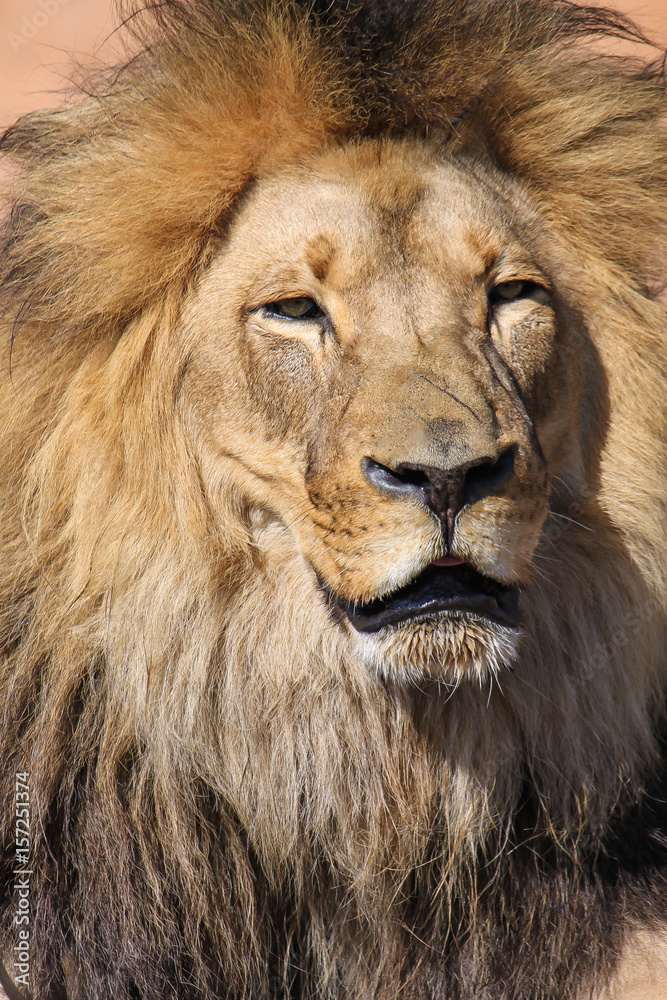 Beautiful portrait of male lion
