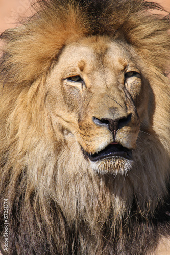 Beautiful portrait of male lion