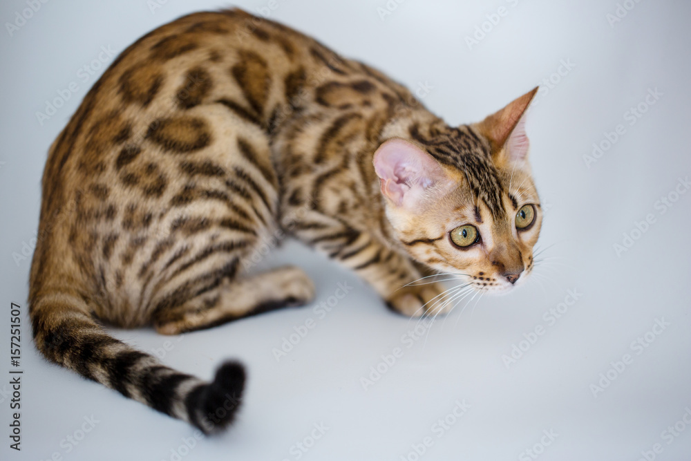 Bengali domestic cat Bengali domestic cat