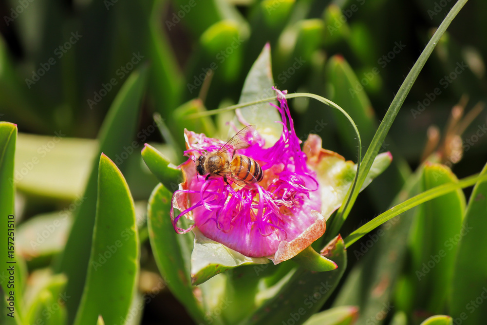 Obraz premium Macro photo of bee on flower
