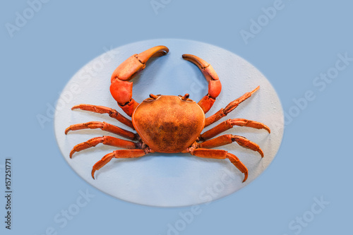 crab on blue background photo