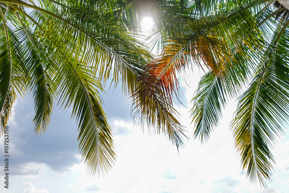Naklejka premium Leaves of coconut tree in summer sunny nature