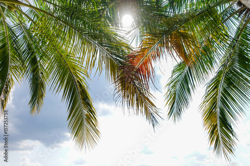 Fototapeta Naklejka Na Ścianę i Meble -  Leaves of coconut tree in summer sunny nature