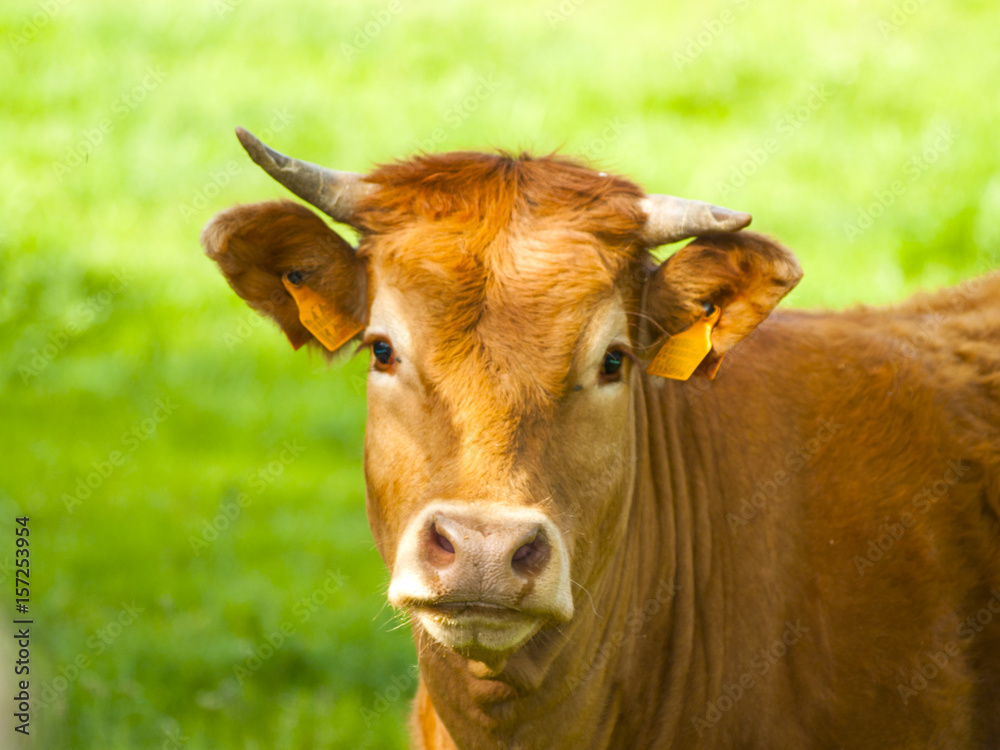 Limousine cow on countryside looking at camera Limousine cow on countryside looking at camera