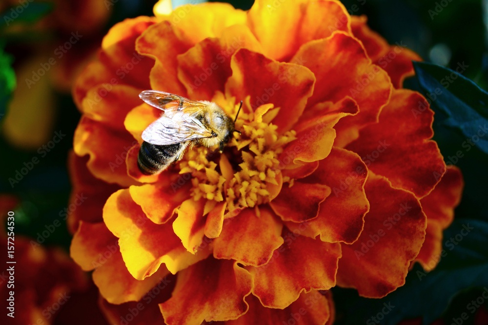 Marigold flower on a bed
